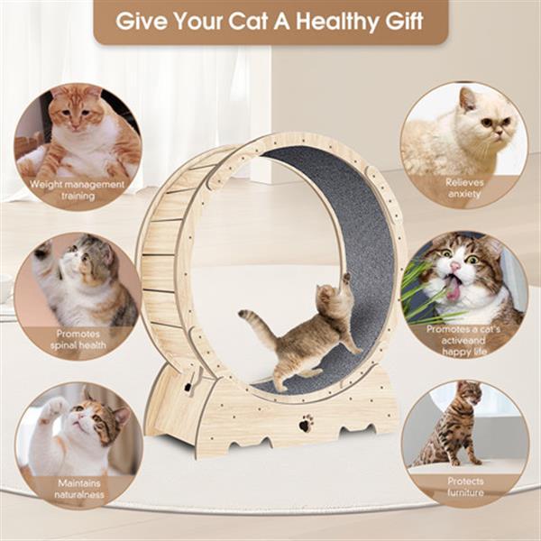 Indoor Cat Sports Wheel