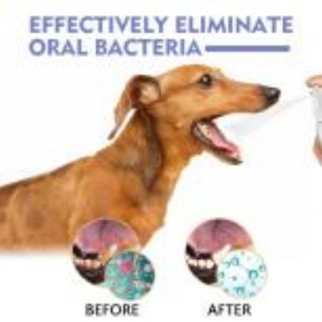 Pet Breath & Teeth Spray – Stain Removal & Oral Care