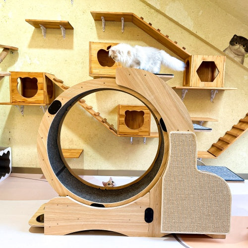 5-in-1 Cat Sports Running Wheel