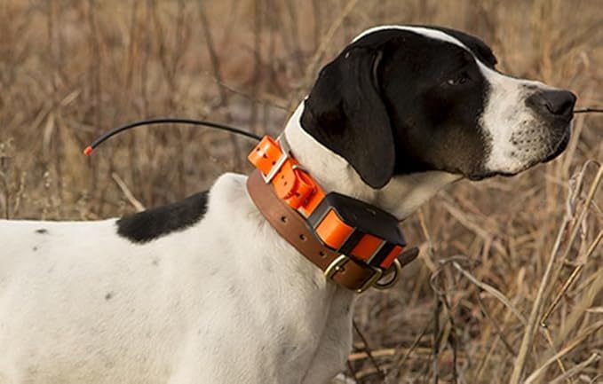Pet Training Dog Collar