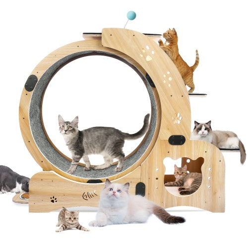 Cat Fitness Wheel